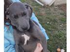 Weimaraner PUPPY FOR SALE ADN-766602 - Blue and Silver Weimaraner Puppies