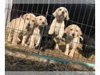 Labrador Retriever PUPPY FOR SALE ADN-766794 - Yellow Female Pup