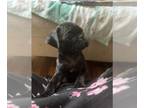 Frenchie Pug PUPPY FOR SALE ADN-766721 - Frug male brindle