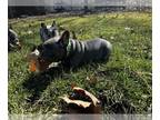 French Bulldog PUPPY FOR SALE ADN-766611 - French bulldog