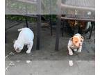 American Bulldog PUPPY FOR SALE ADN-766686 - Two female American bulldog puppies