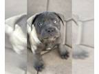 Cane Corso PUPPY FOR SALE ADN-766691 - Ready for a permanent home