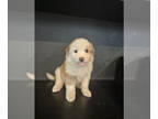 Australian Shepherd-Great Pyrenees Mix PUPPY FOR SALE ADN-766782 - puppies of