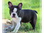 Boston Terrier PUPPY FOR SALE ADN-766755 - AKC Champion lined Boston Terrier