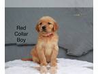 Golden Retriever PUPPY FOR SALE ADN-766564 - AKC Golden Retrievers