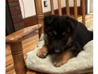 German Shepherd Dog-Miniature Australian Shepherd Mix PUPPY FOR SALE ADN-766692