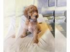Poodle (Standard) PUPPY FOR SALE ADN-766867 - Standard Poodle Puppies