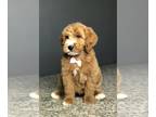 Goldendoodle-Poodle (Standard) Mix PUPPY FOR SALE ADN-766796 - Goldendoodle