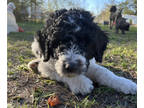 Aussiedoodle PUPPY FOR SALE ADN-766603 - F1B Aussiedoodle Puppies