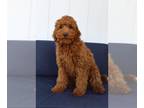 Australian Labradoodle PUPPY FOR SALE ADN-766576 - Medium male Australian