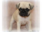 Pug PUPPY FOR SALE ADN-766804 - AKC Pug Puppies in Texas