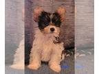 Biewer Terrier PUPPY FOR SALE ADN-766722 - YORKSHIRE TERRIER PUPPY