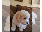 Poodle (Miniature) PUPPY FOR SALE ADN-766774 - Miniature poodle male cream