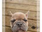 French Bulldog PUPPY FOR SALE ADN-766770 - Structured Bullies 4 males 4 females