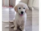 Golden Retriever PUPPY FOR SALE ADN-766848 - AKC Golden Retriever Pups 4 males