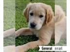 Golden Retriever PUPPY FOR SALE ADN-766848 - AKC Golden Retriever Pups 4 males