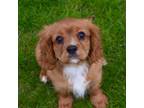 Cavalier King Charles Spaniel Puppy for sale in Bristol, IN, USA