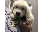 Golden Retriever Puppy for sale in Waterloo, IN, USA