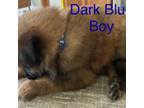 Dark Blue BOY
