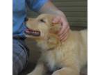Golden Retriever Puppy for sale in Mechanicsville, MD, USA