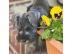 Schnauzer (Miniature) Puppy for sale in Clements, MD, USA
