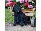 Aussiedoodle Puppy for sale in Olive Hill, KY, USA