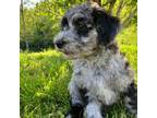 Aussiedoodle Puppy for sale in Olive Hill, KY, USA