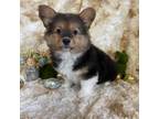 Pembroke Welsh Corgi Puppy for sale in Newton, IA, USA