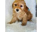 Cavapoo Puppy for sale in Pensacola, FL, USA