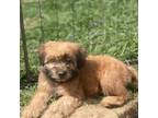 Mutt Puppy for sale in Rising Sun, IN, USA