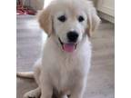 Golden Retriever Puppy for sale in Spring Grove, PA, USA