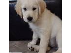 Golden Retriever Puppy for sale in Spring Grove, PA, USA