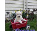 Golden Retriever Puppy for sale in Spring Grove, PA, USA