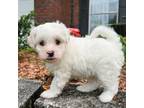 Mutt Puppy for sale in Silverhill, AL, USA