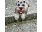 Schnauzer (Miniature) Puppy for sale in Murfreesboro, TN, USA