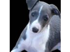 Whippet Puppy for sale in Okeechobee, FL, USA
