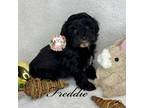 Poodle (Toy) Puppy for sale in Whatley, AL, USA