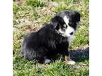 Miniature Australian Shepherd Puppy for sale in Rixeyville, VA, USA