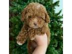 Poodle (Toy) Puppy for sale in El Paso, TX, USA