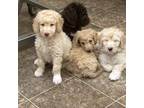 Labradoodle Puppy for sale in New Philadelphia, PA, USA