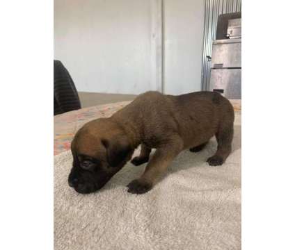 English Mastiff puppies is a Mastiff Puppy For Sale in Warden WA