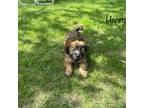 Soft Coated Wheaten Terrier Puppy for sale in Troy, MO, USA