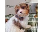 Biewer Terrier Puppy for sale in Orange, VA, USA