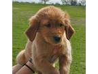 Golden Retriever Puppy for sale in Greenville, TX, USA