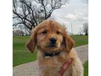 Golden Retriever Puppy for sale in Greenville, TX, USA