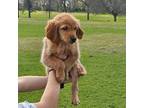 Golden Retriever Puppy for sale in Greenville, TX, USA