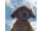 Golden Retriever Puppy for sale in Greenville, TX, USA