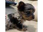 Yorkshire Terrier Puppy for sale in Phoenix, AZ, USA