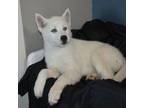 Siberian Husky Puppy for sale in South Boardman, MI, USA