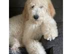 Goldendoodle Puppy for sale in Fort Collins, CO, USA